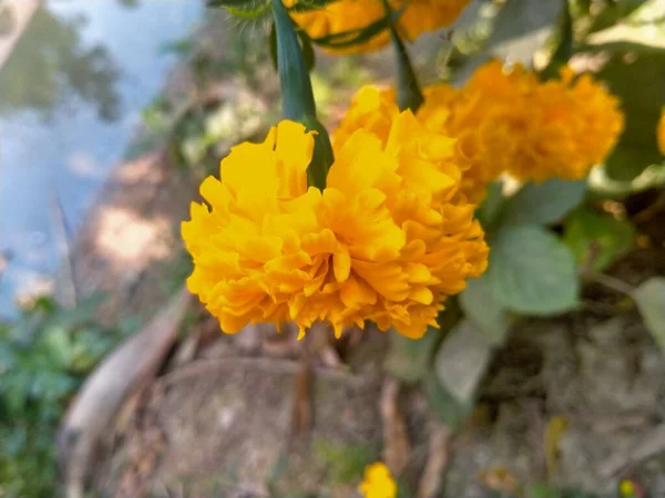 Flores Amarelas Pétalas Flora — Fotografia de Stock