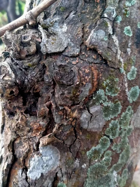 Дерево Ствол Лесу — стоковое фото