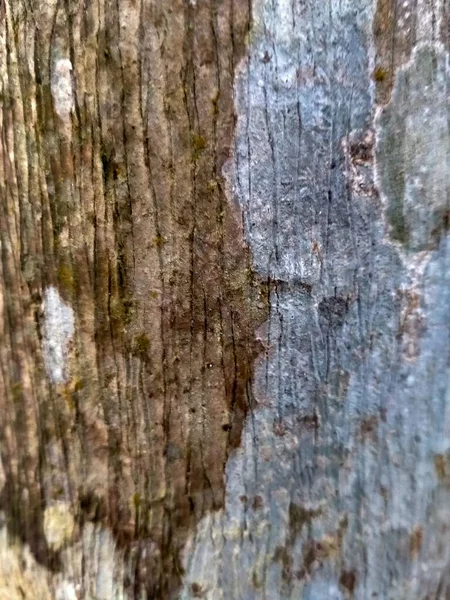 Абстрактный Фон Ствола Дерева — стоковое фото