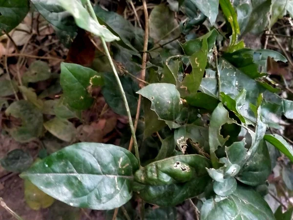 Зелене Листя Рослини — стокове фото