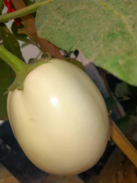 Close Van Een Groene Witte Tomaat — Stockfoto