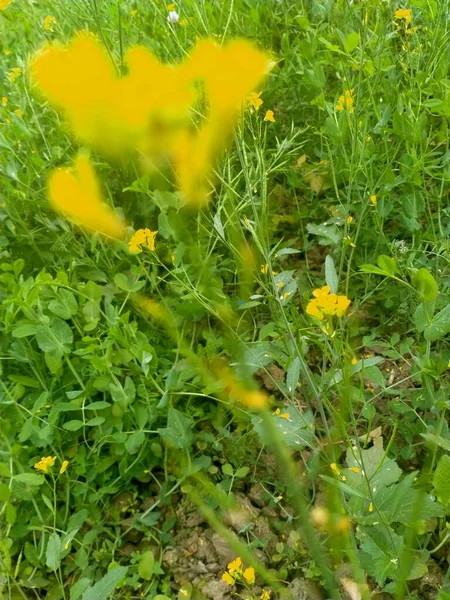 Flores Amarillas Jardín —  Fotos de Stock