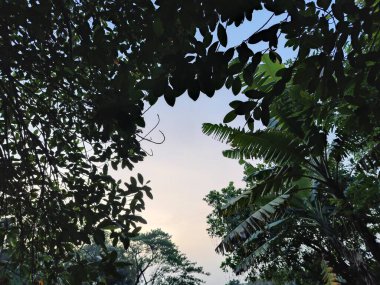 Sabahları ormanın güzel manzarası