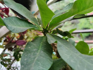 Bahçede yeşil yapraklar