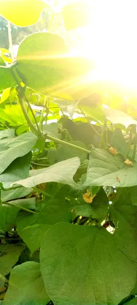 Grüne Blätter Flora Und Laub — Stockfoto