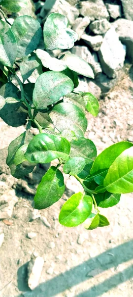 Зеленые Листья Земле — стоковое фото