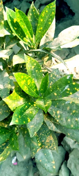 Πράσινα Φύλλα Φυλλώματα Χλωρίδας — Φωτογραφία Αρχείου