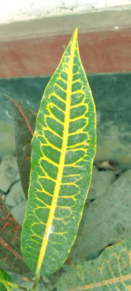 Зеленый Лист Саду — стоковое фото