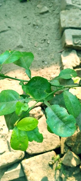 Зеленые Листья Саду — стоковое фото