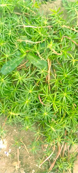 Nahaufnahme Einer Grünen Pflanze — Stockfoto