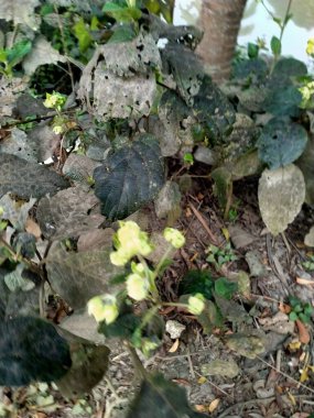 Parkta yeşil bitkiler