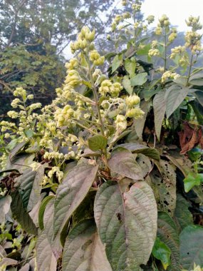 Güzel botanik fotoğrafı, doğal duvar kağıdı.