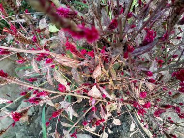 Bahçedeki güzel çiçekler