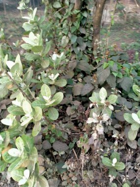 Bahçede yeşil yapraklar