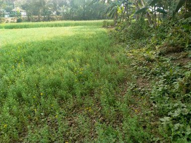 Bahçedeki yeşil çimenler