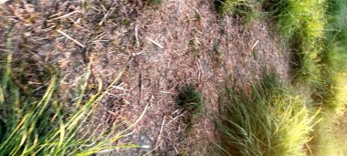 Ormanın güzel manzarası