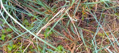 Yeşil çimlerin yakın plan çekimi.