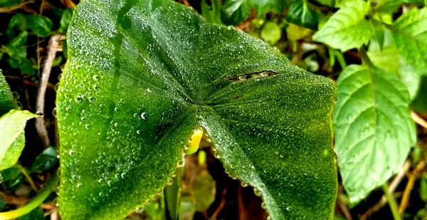 Zielony Liść Deszczu — Zdjęcie stockowe