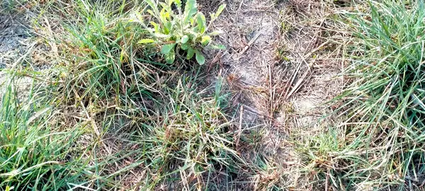 Eine Nahaufnahme Von Grünem Gras Und Einem Holzzaun — Stockfoto