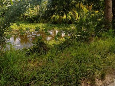 Doğanın güzel manzarası