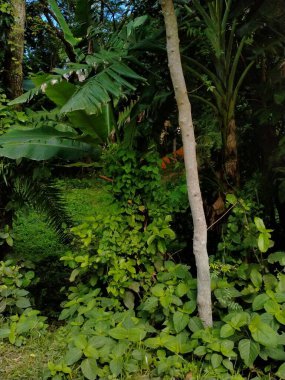 Yeşil yapraklı güzel tropikal orman