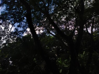 Ağaçlar ve yapraklarla dolu güzel bir manzara