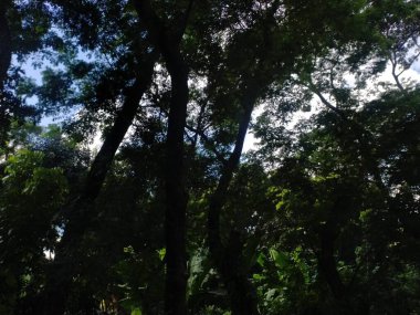 Sabah ormanın güzel manzarası