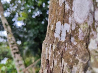 Bir ağaç gövdesini kapatın.