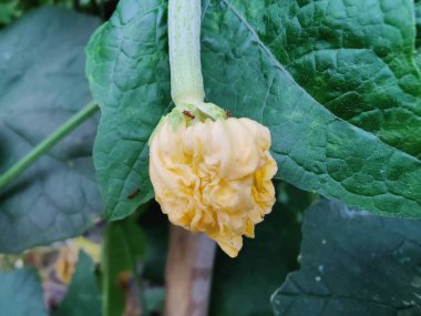 Bahçedeki yeşil çiçeğe yaklaş.