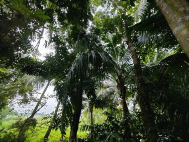 Ormanda yeşil ağaçlar, bitki örtüsü