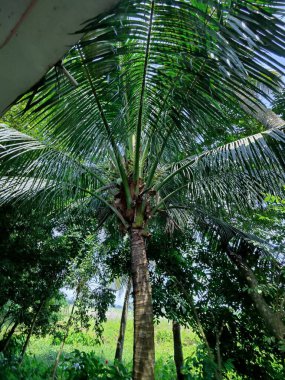 Bahçedeki palmiye ağacı