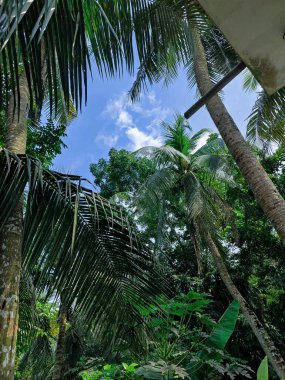 Ormandaki palmiye ağacı