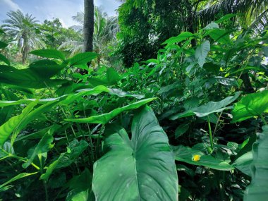 Bahçedeki muz ağacı