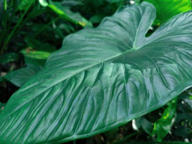 Bahçedeki yeşil bitki