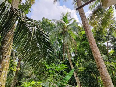 Ormanda palmiye yaprakları