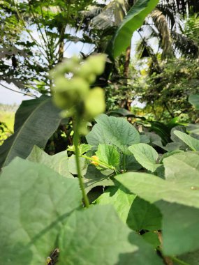 bir ağacın yeşil yaprakları