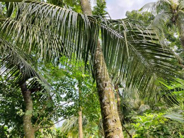 Ormanda yeşil yapraklar