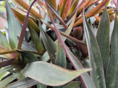 Kaktüs bitkisine yakın.