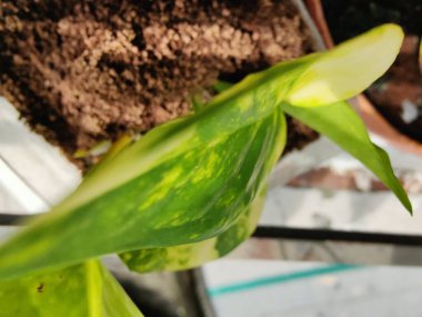 Tenceredeki kaktüse yaklaş.