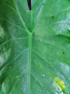 yeşil yapraklar, bitkiler ve yapraklar