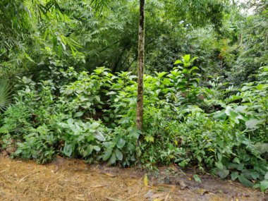 Güzel botanik fotoğrafı, doğal duvar kağıdı.