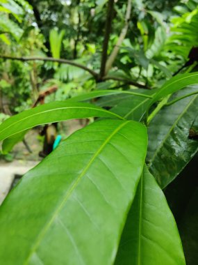 Güzel botanik fotoğrafı, doğal duvar kağıdı.