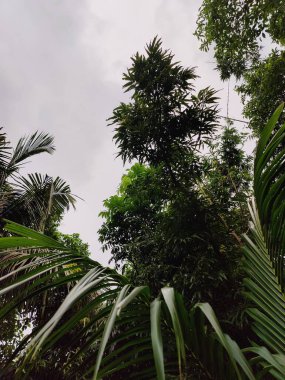 Ormanın güzel manzarası