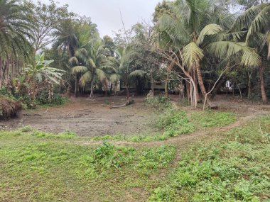 Ormanın güzel manzarası