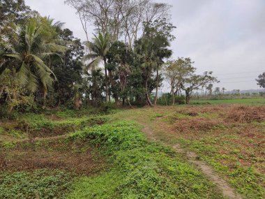 Ormandaki ağacın yeşil tarlası.
