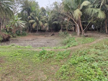 Ormandaki ağaçlar.