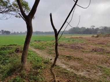 Ormanın güzel manzarası