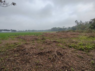 Ağaçlı ve ağaçlı güzel bir manzara.