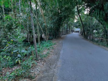 Ağacı ve yolu olan güzel bir manzara.