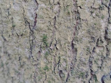 yakın - ağaç kabuğu dokusu görünümü